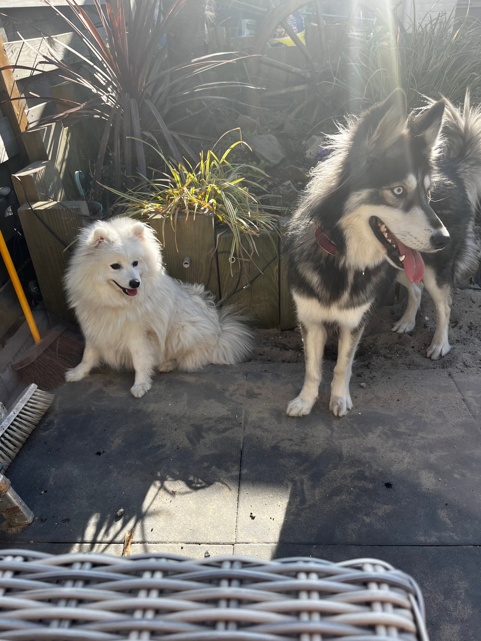 Regina, pet sitter in Nieuwegein, photo 3