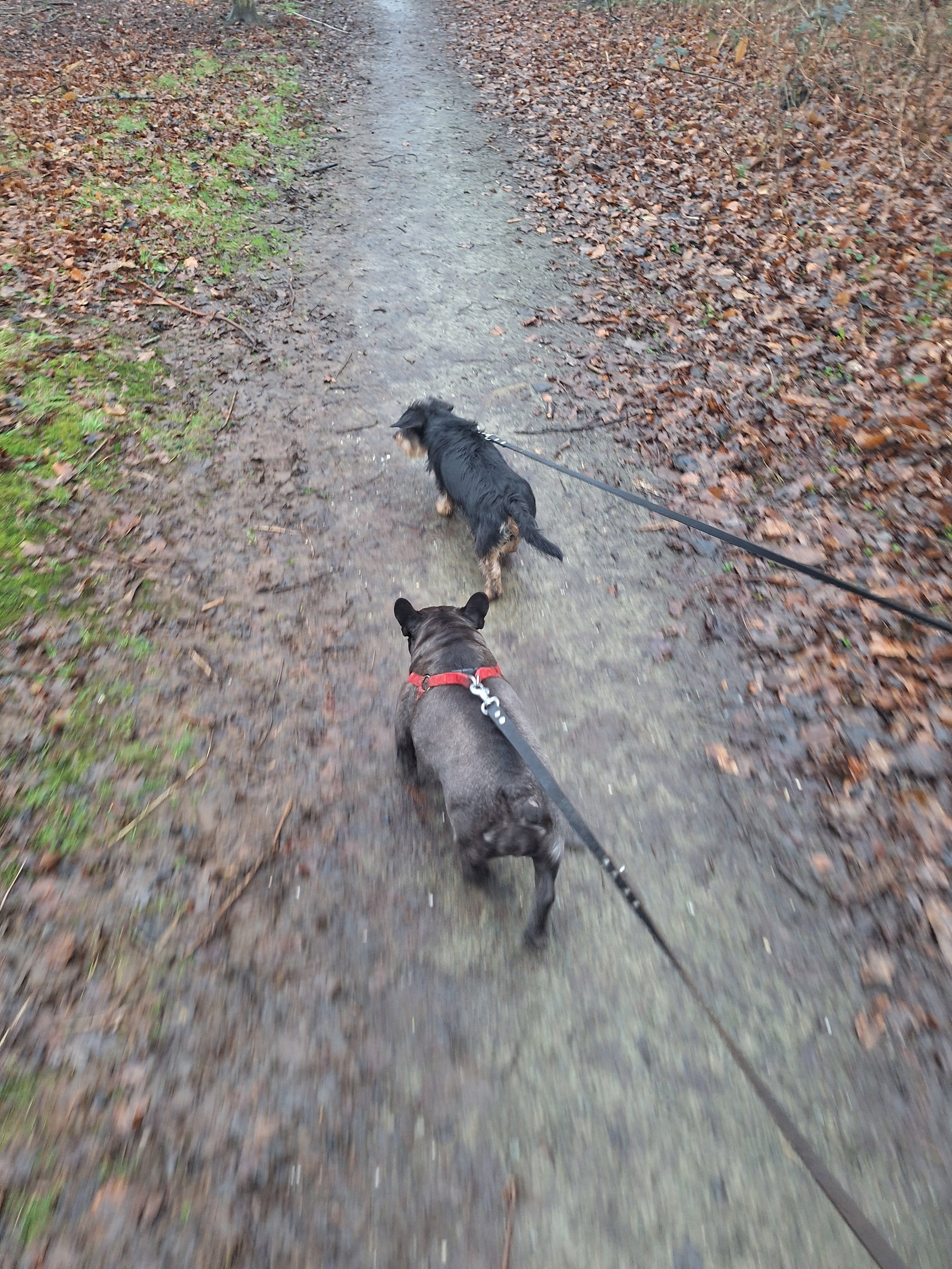 Suzanne, pet sitter in Rotterdam, photo 1