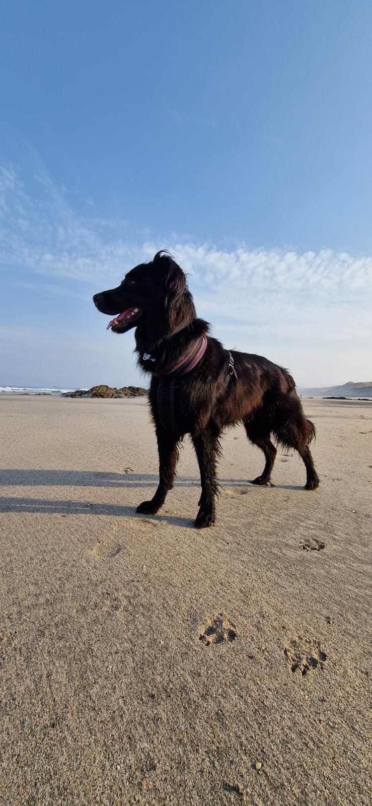 Susan, pet sitter in Leende, photo 1
