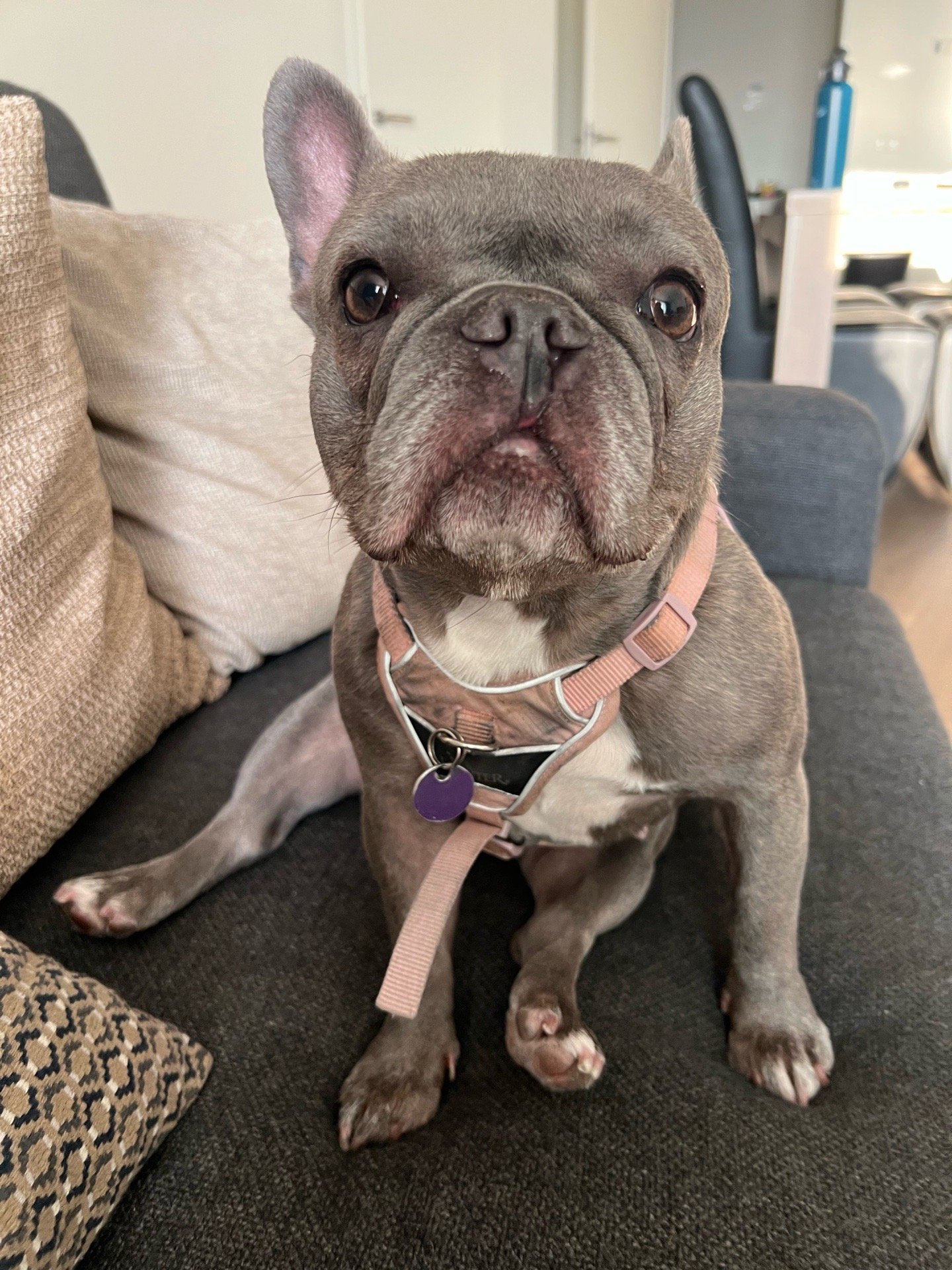 Liezl, pet sitter in Den Haag, photo 4