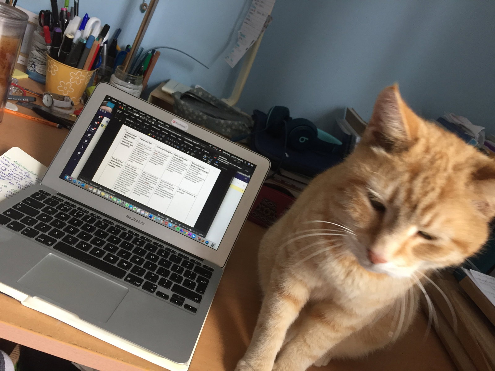 Lauryn, pet sitter in Ede, photo 1