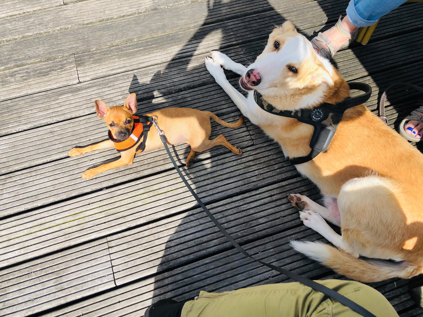 Lotte, pet sitter in Velsen-Noord, photo 2