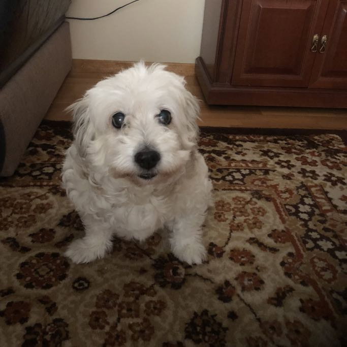 Rania, pet sitter in Amsterdam, photo 4