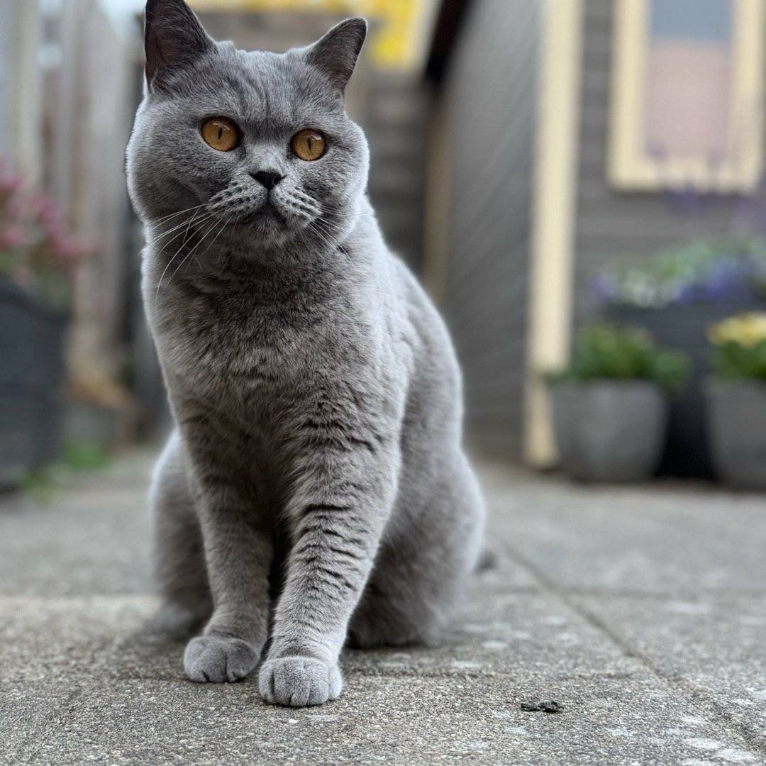 Iris, pet sitter in Vlissingen, photo 2