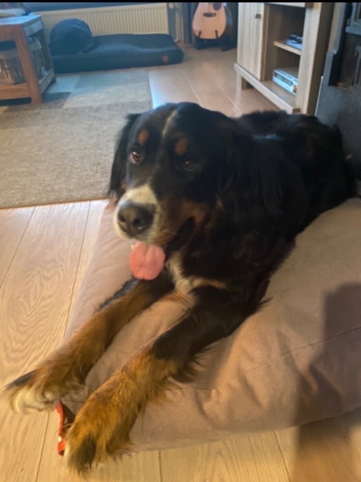 Nina, pet sitter in Budel, photo 5