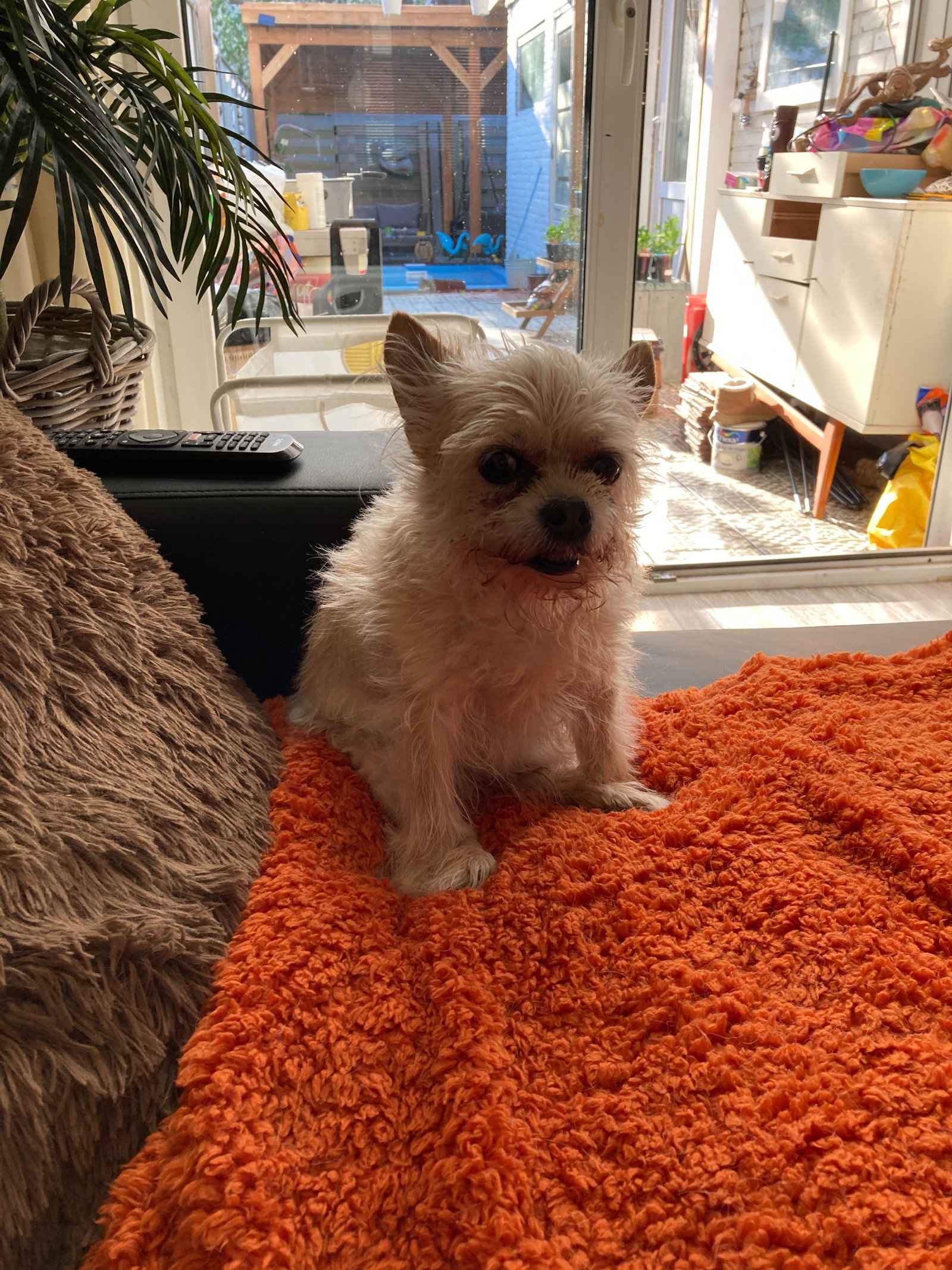 Tien, dierenoppas in Maastricht, foto 1
