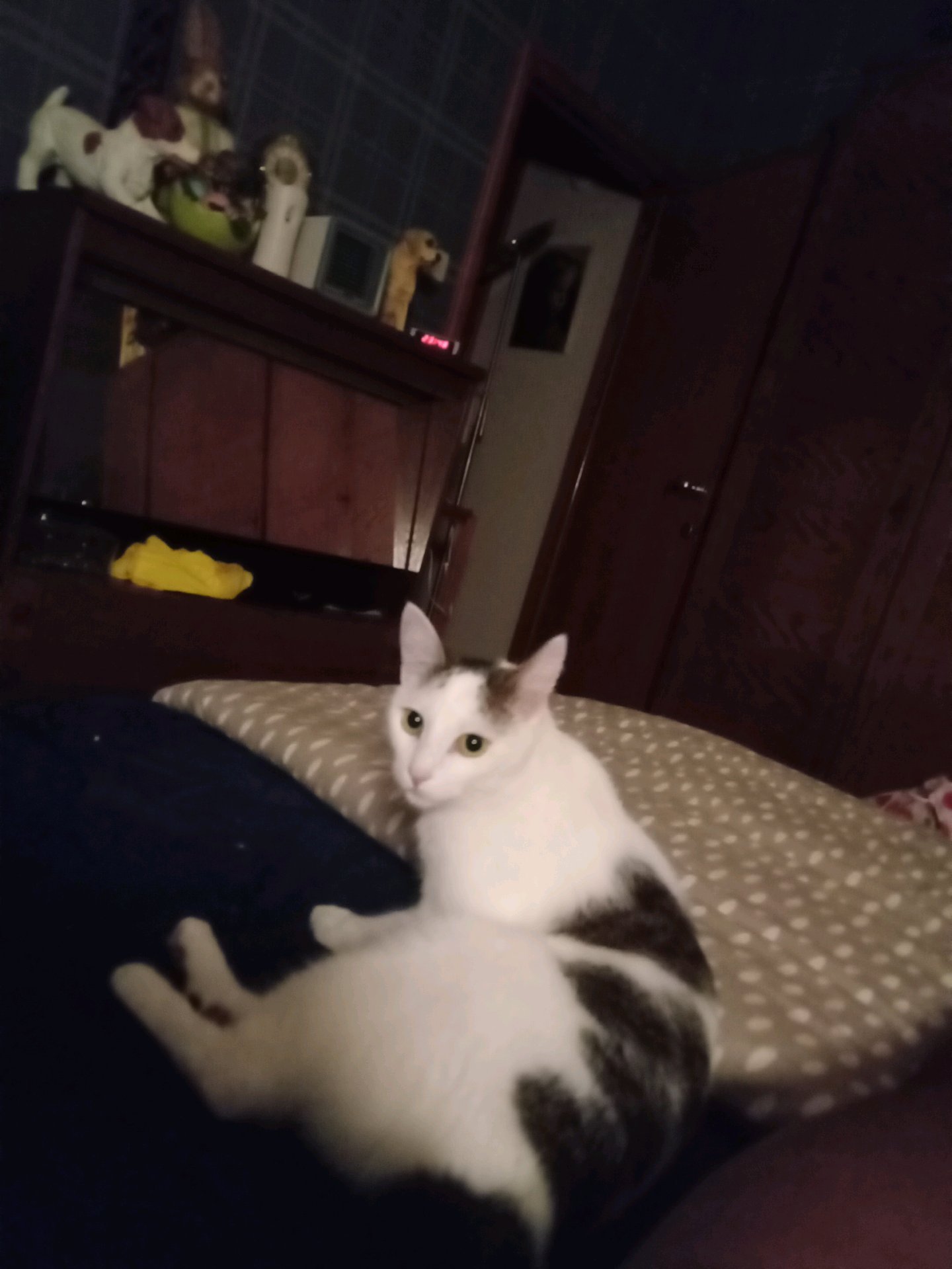 Eva, pet-sitter à Beveren-Kruibeke-Zwijndrecht, photo 2