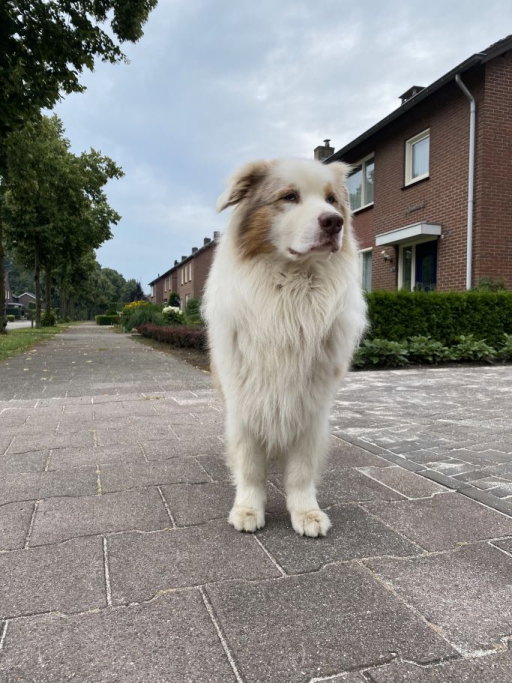 Felice, pet sitter in Amsterdam, photo 2