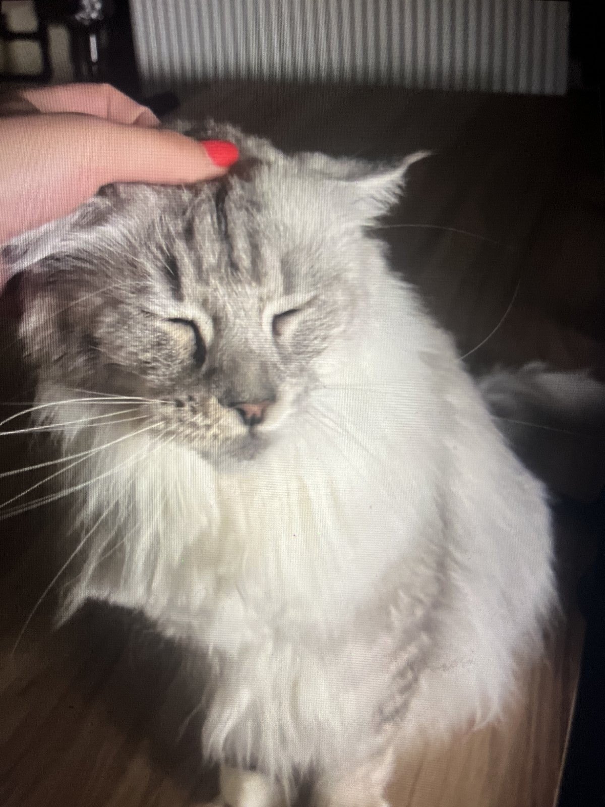 Dominga, pet sitter in Amsterdam, photo 3