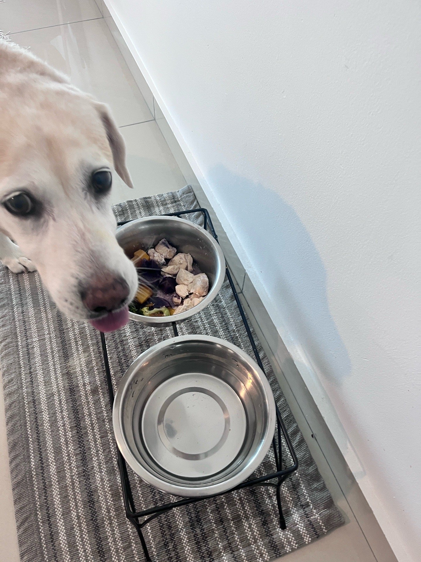 Jingxu, pet sitter in 's-Gravenhage, photo 3