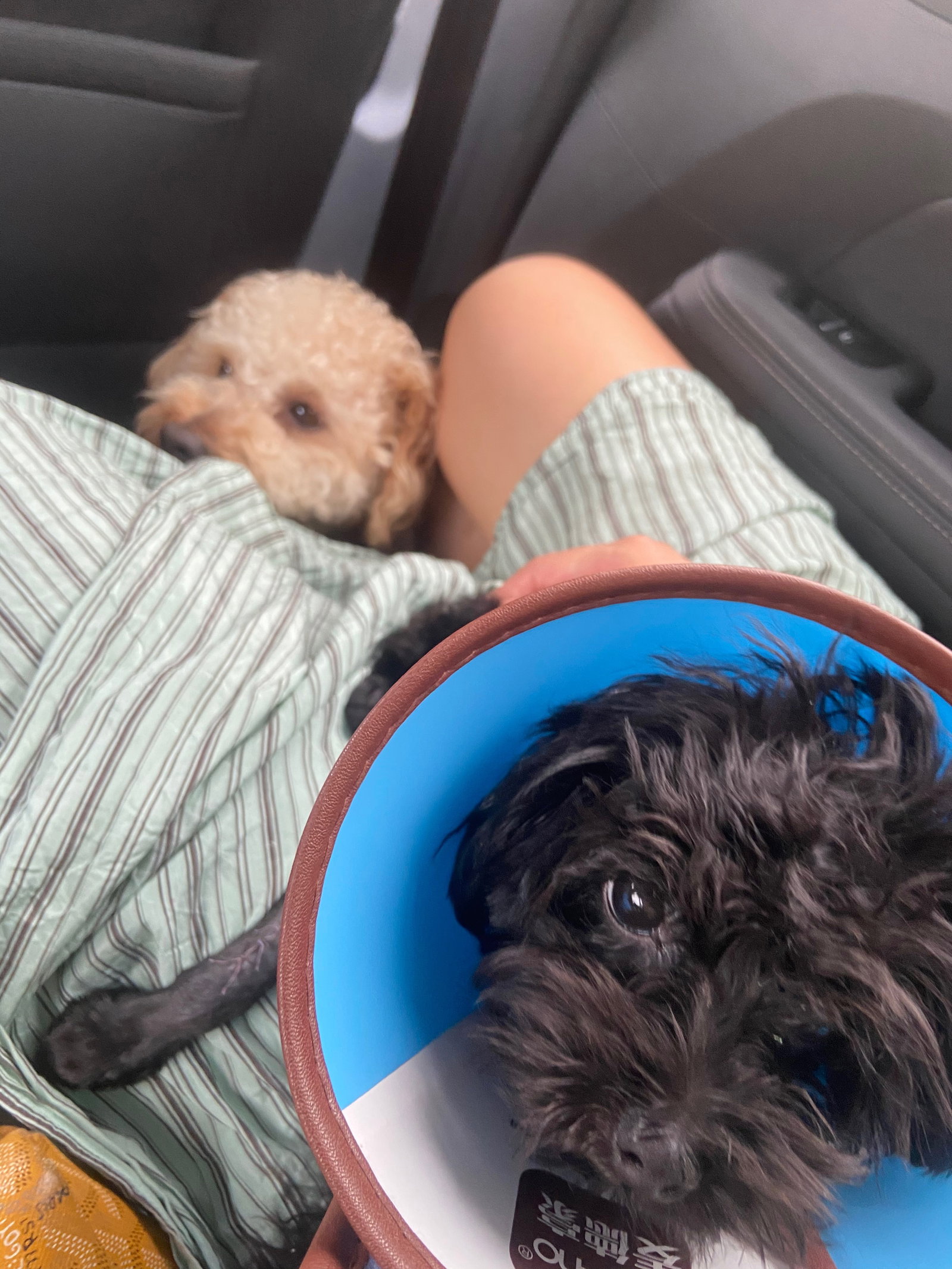 xuanxuan, pet sitter in 's-Gravenhage, photo 1