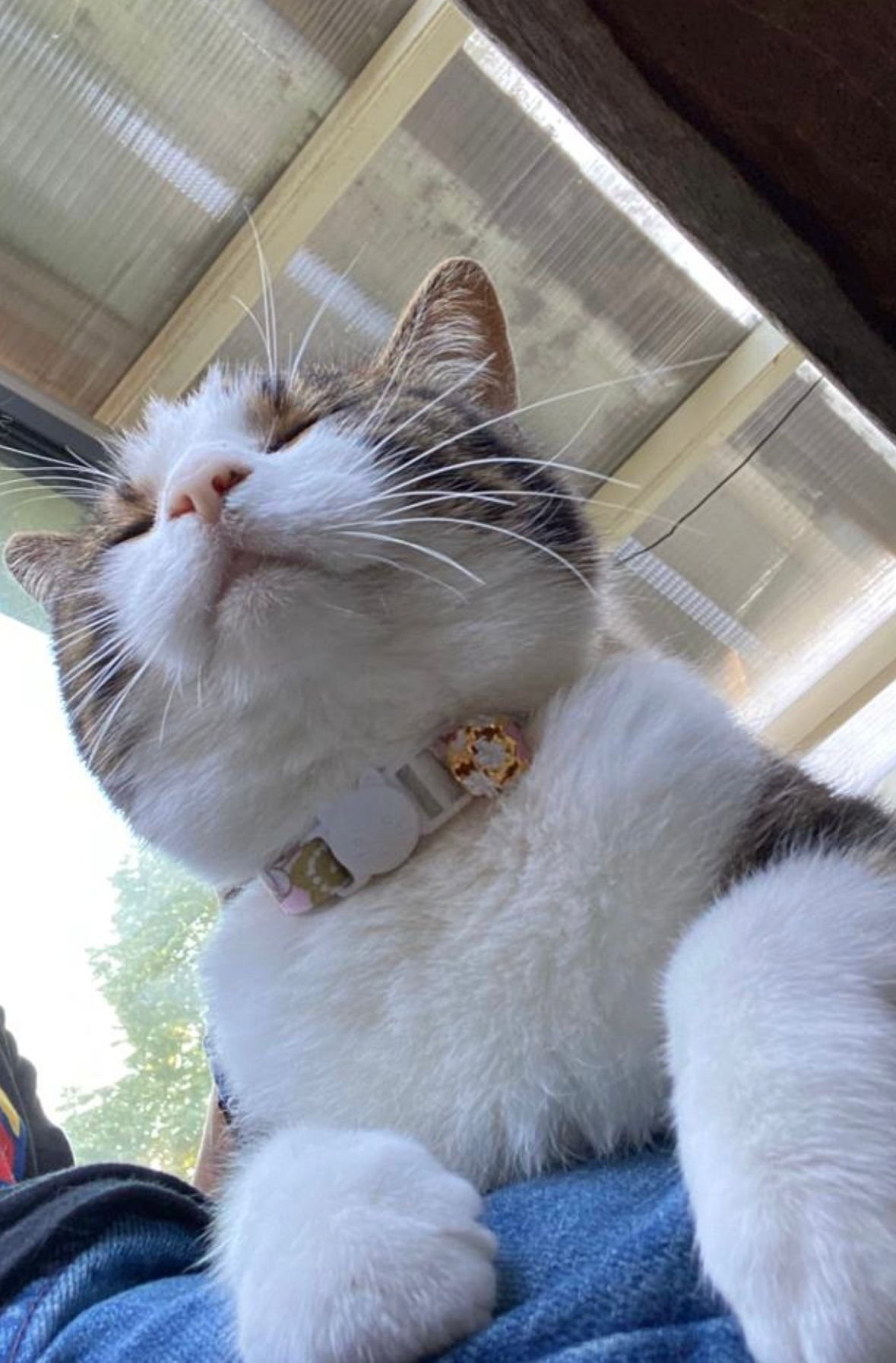 eva, pet sitter in Tiel, photo 5