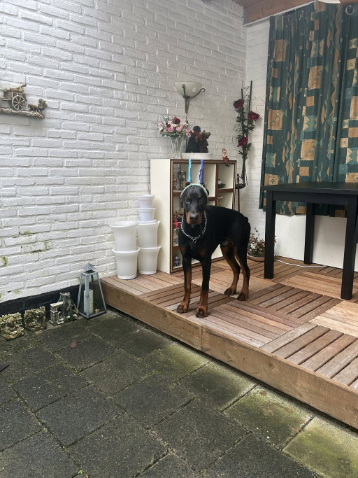 Sjanien, dierenoppas in Maastricht, foto 3