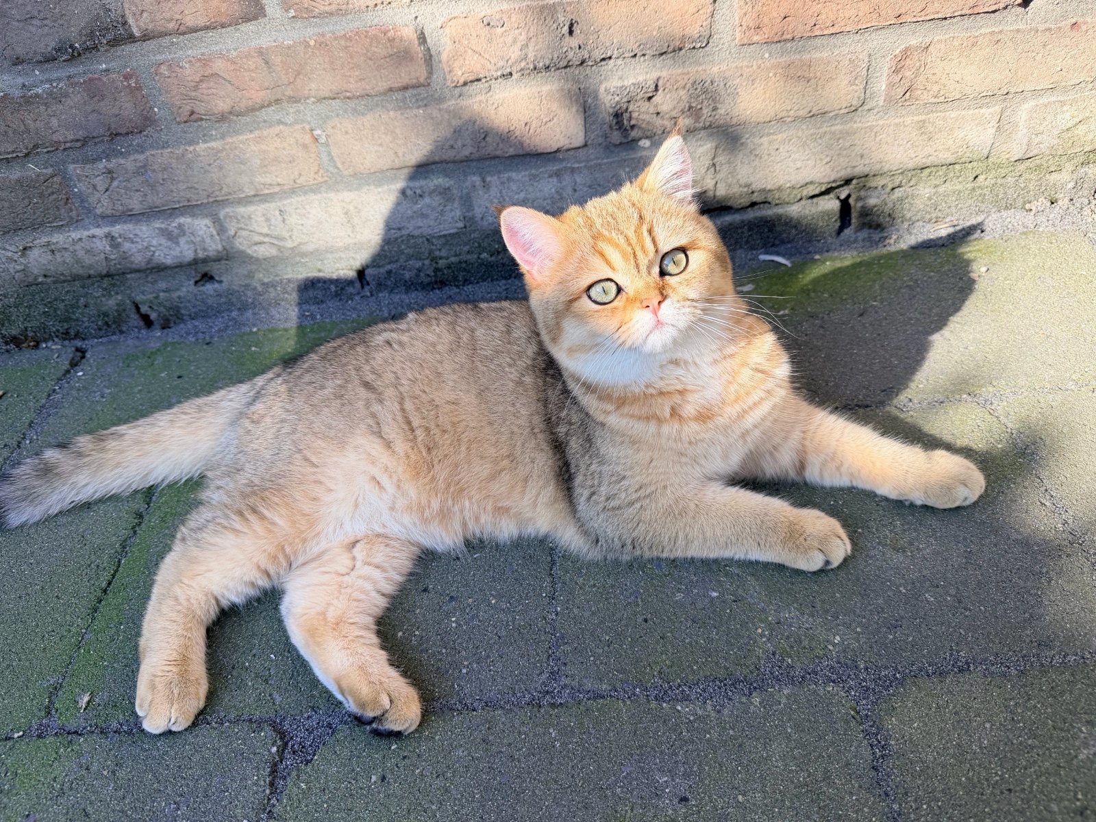 Sharona, pet sitter in Deventer, photo 4