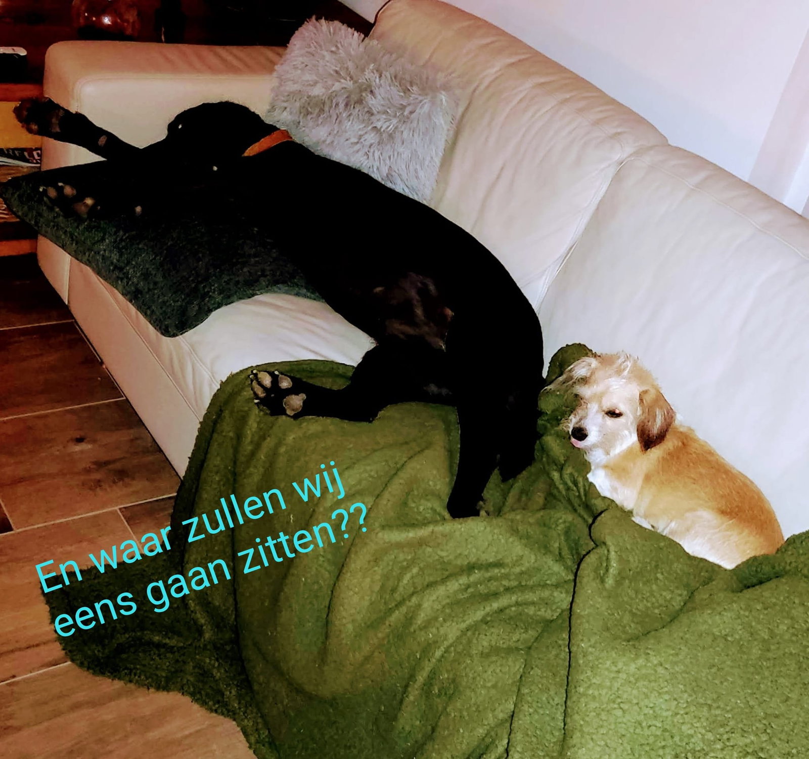 Maud en Wim, dierenoppas in leerdam, foto 4