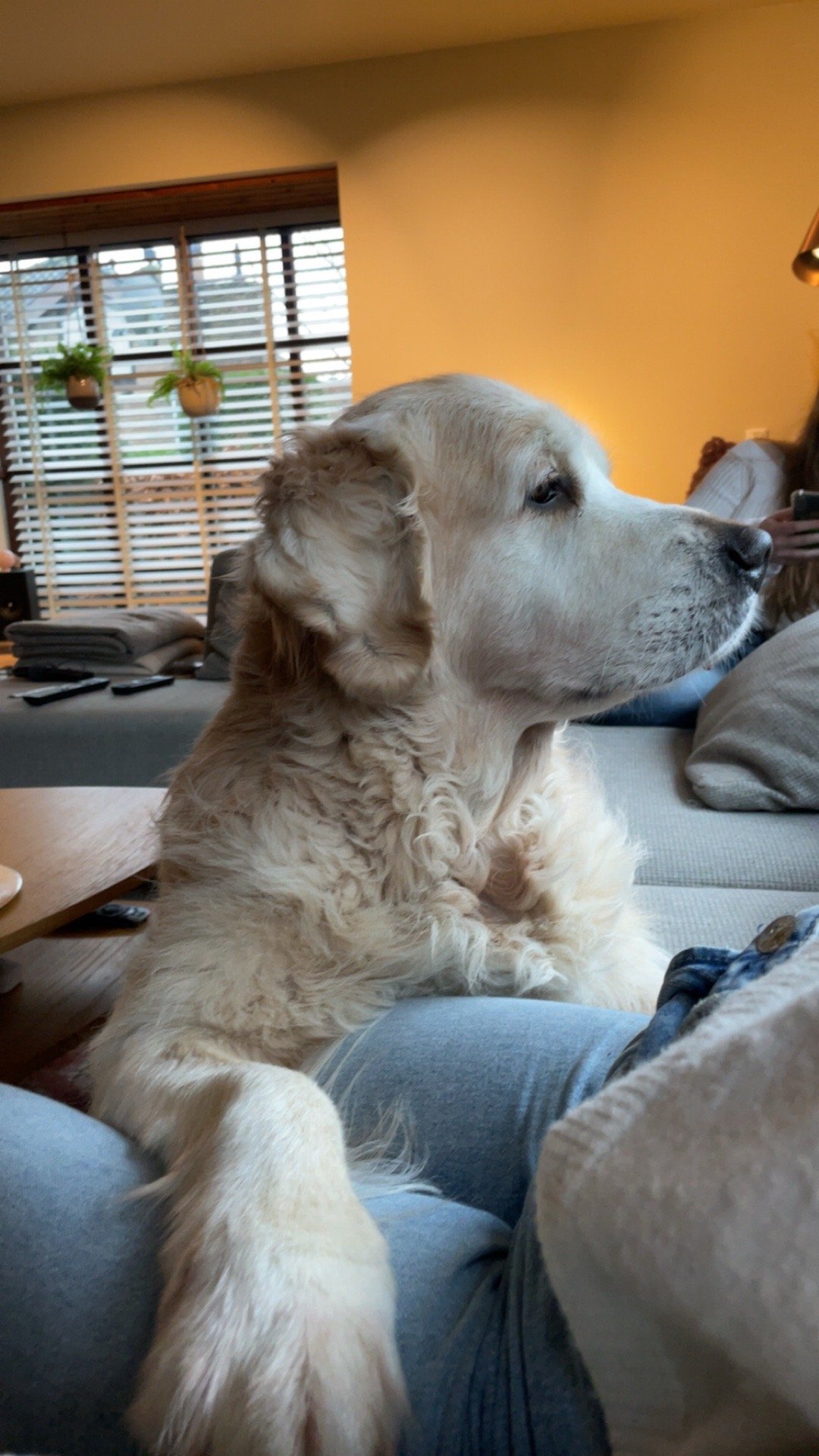 Pien, pet sitter in Rotterdam, photo 3