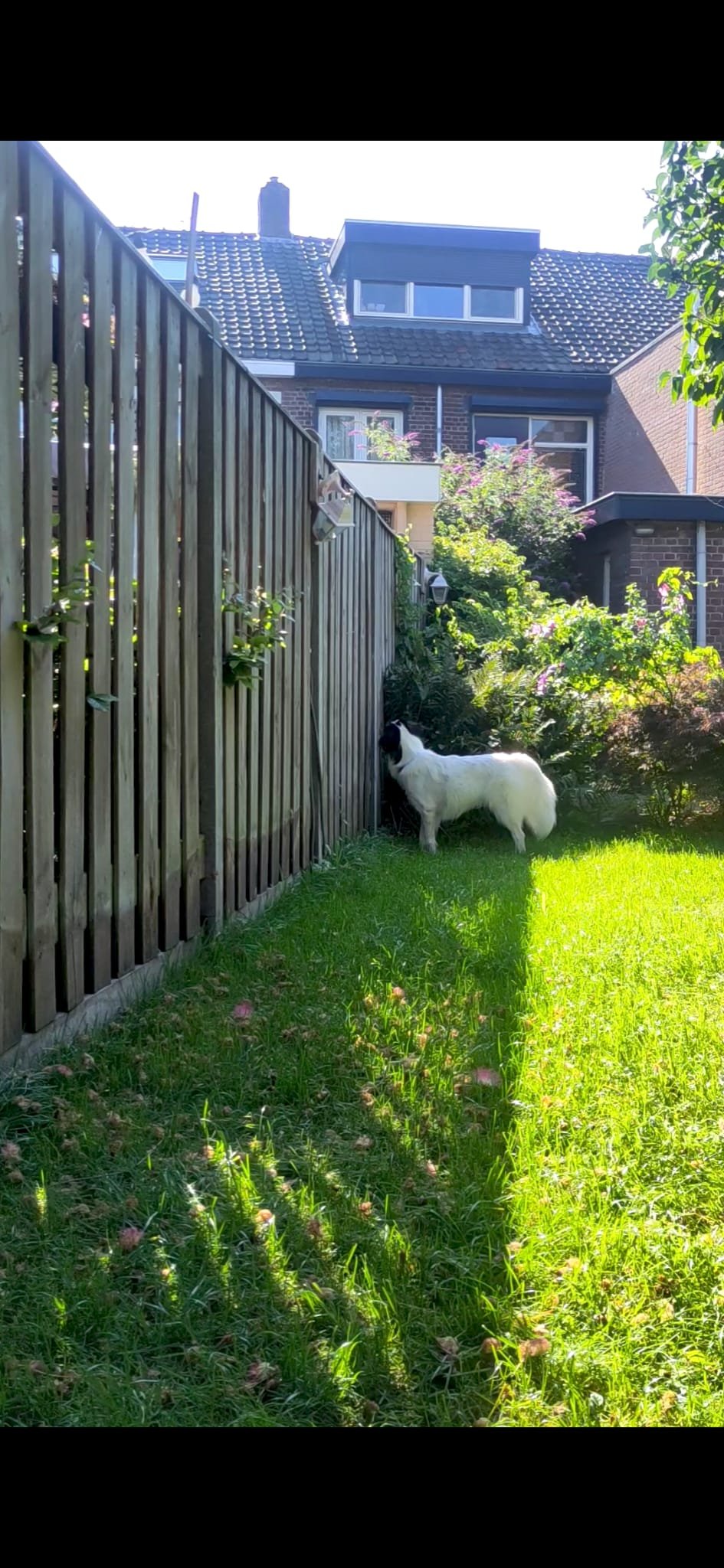 Claire, pet sitter in Tilburg, photo 3