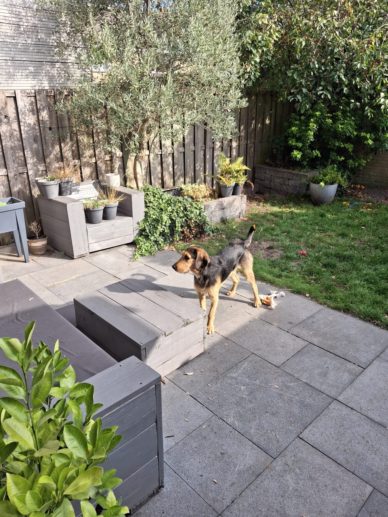 Liza, dierenoppas in Etten-Leur, foto 4