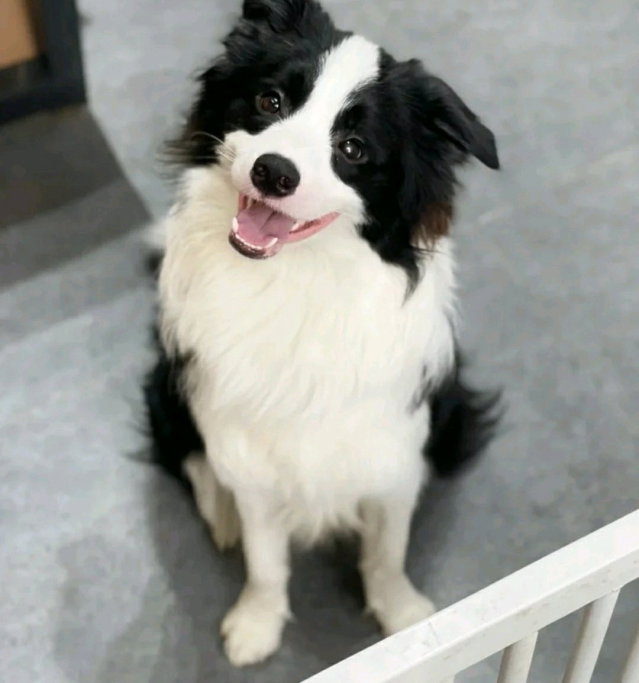 yin, pet sitter in 's-Gravenhage, photo 1