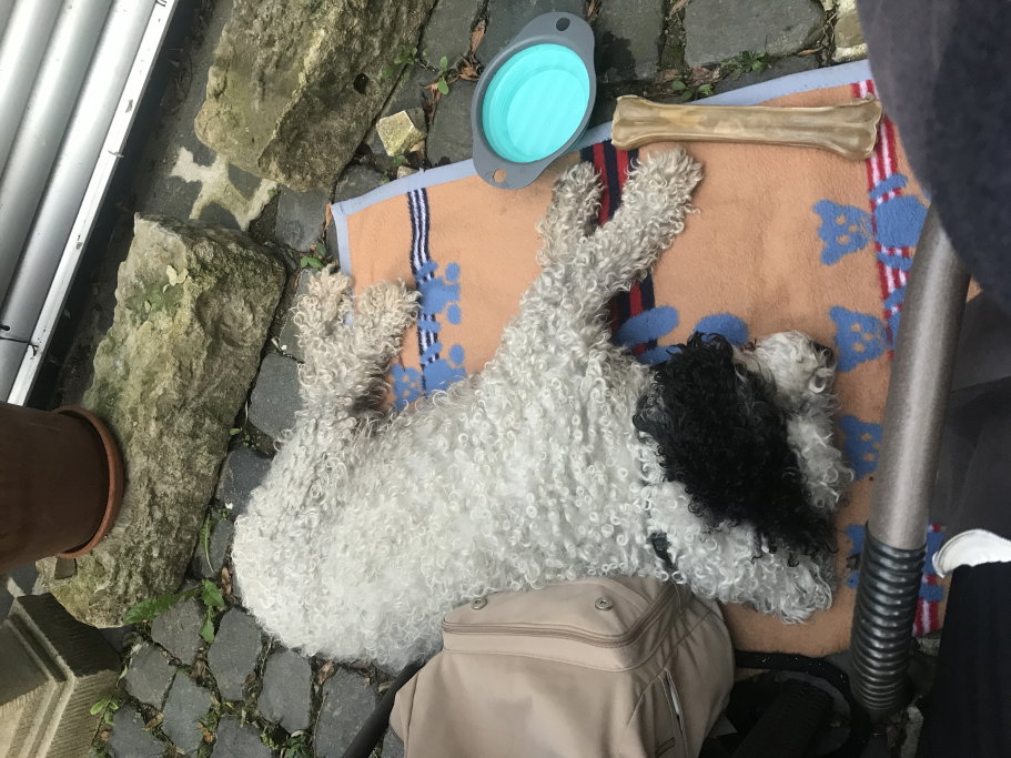 leni, Tiersitter in Dresden, Foto 1