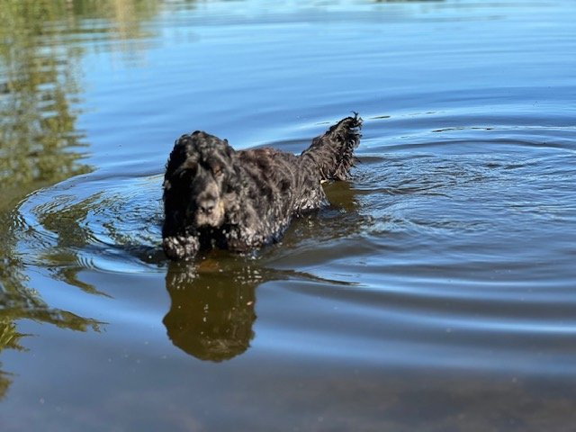 Monique, pet sitter in Heerenveen, photo 2