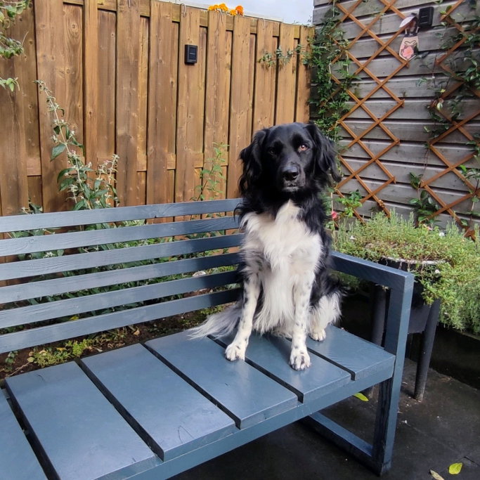 Mila, dierenoppas in Stokkum, foto 5