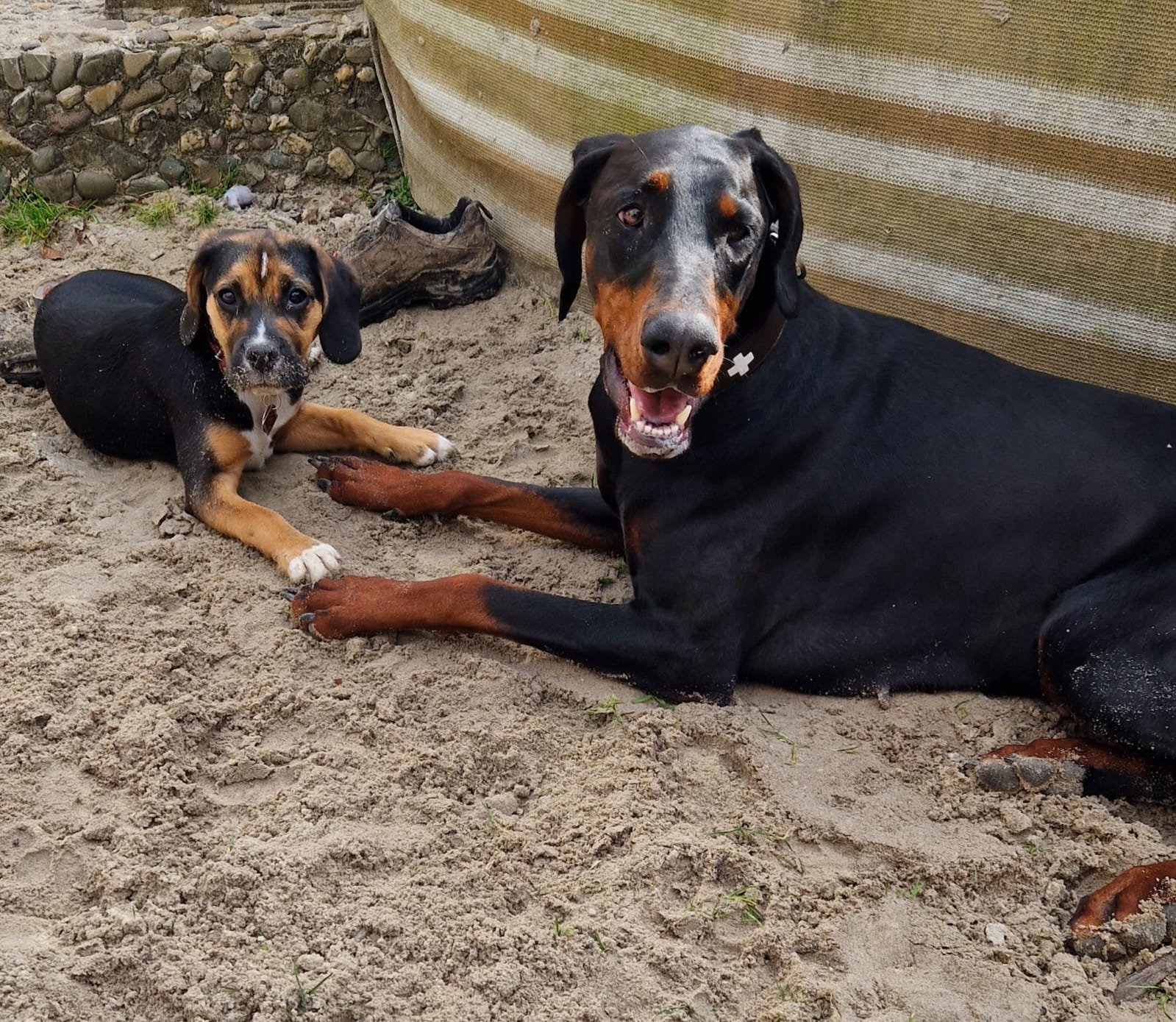 Nicole, pet sitter in Essen, photo 1