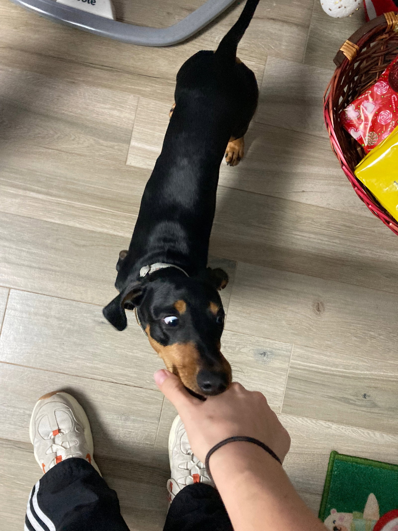 Lilly, pet sitter in Helmond, photo 4