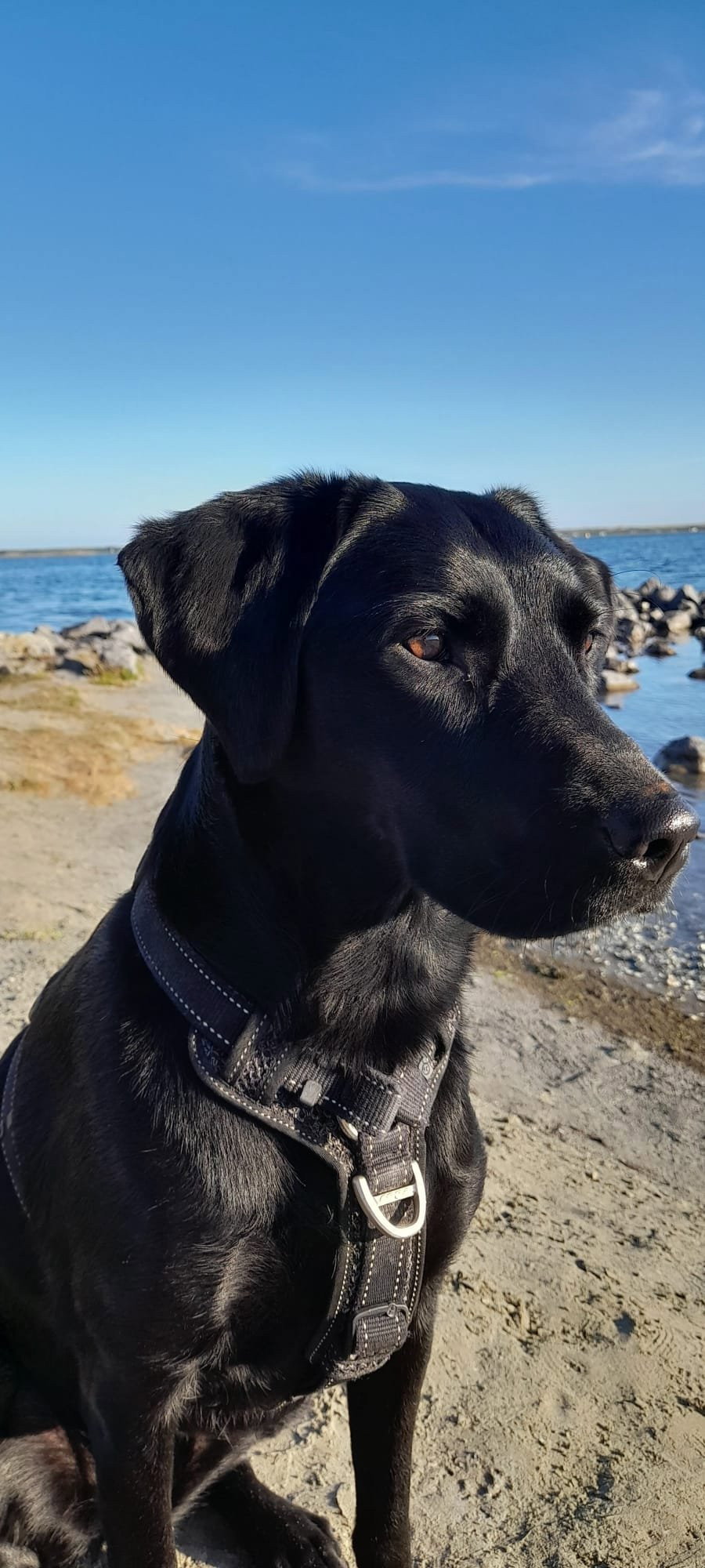 Vincent, pet sitter in Woerden, photo 5