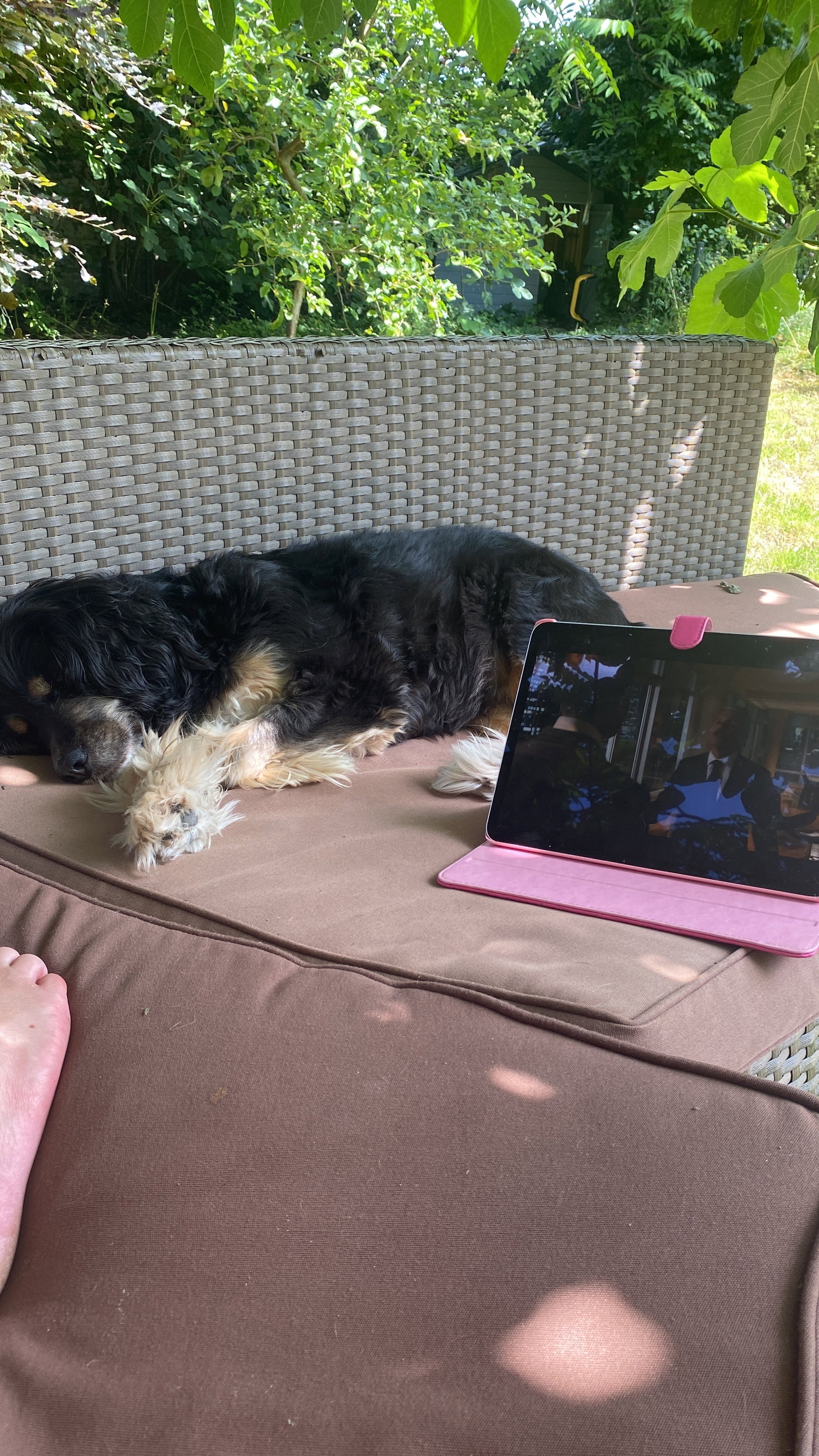 Alexandra, pet-sitter à Antwerpen, photo 5