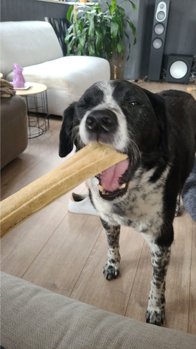 Ivo, pet sitter in Amsterdam, photo 4
