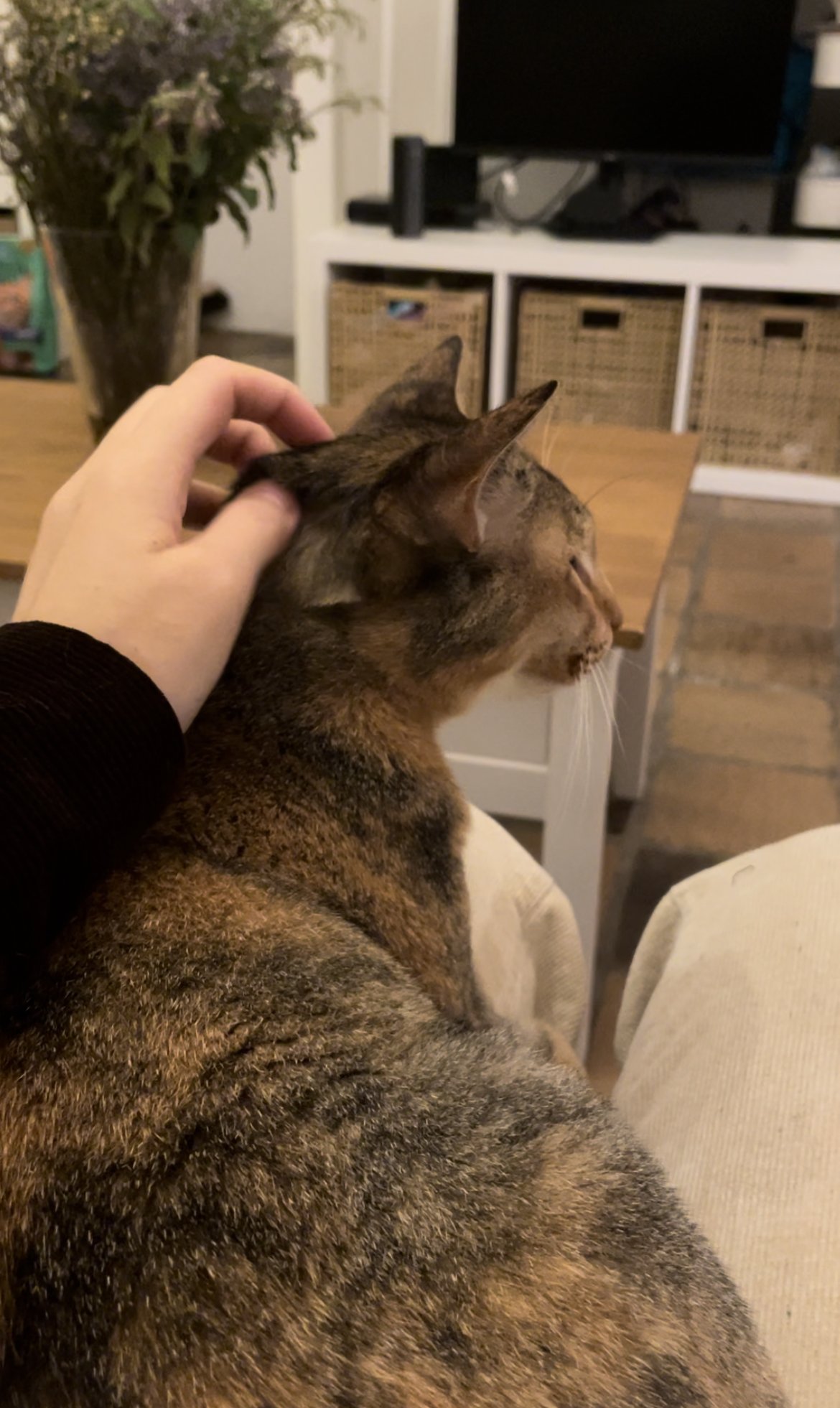 xinyu, pet sitter in Leiden, photo 1