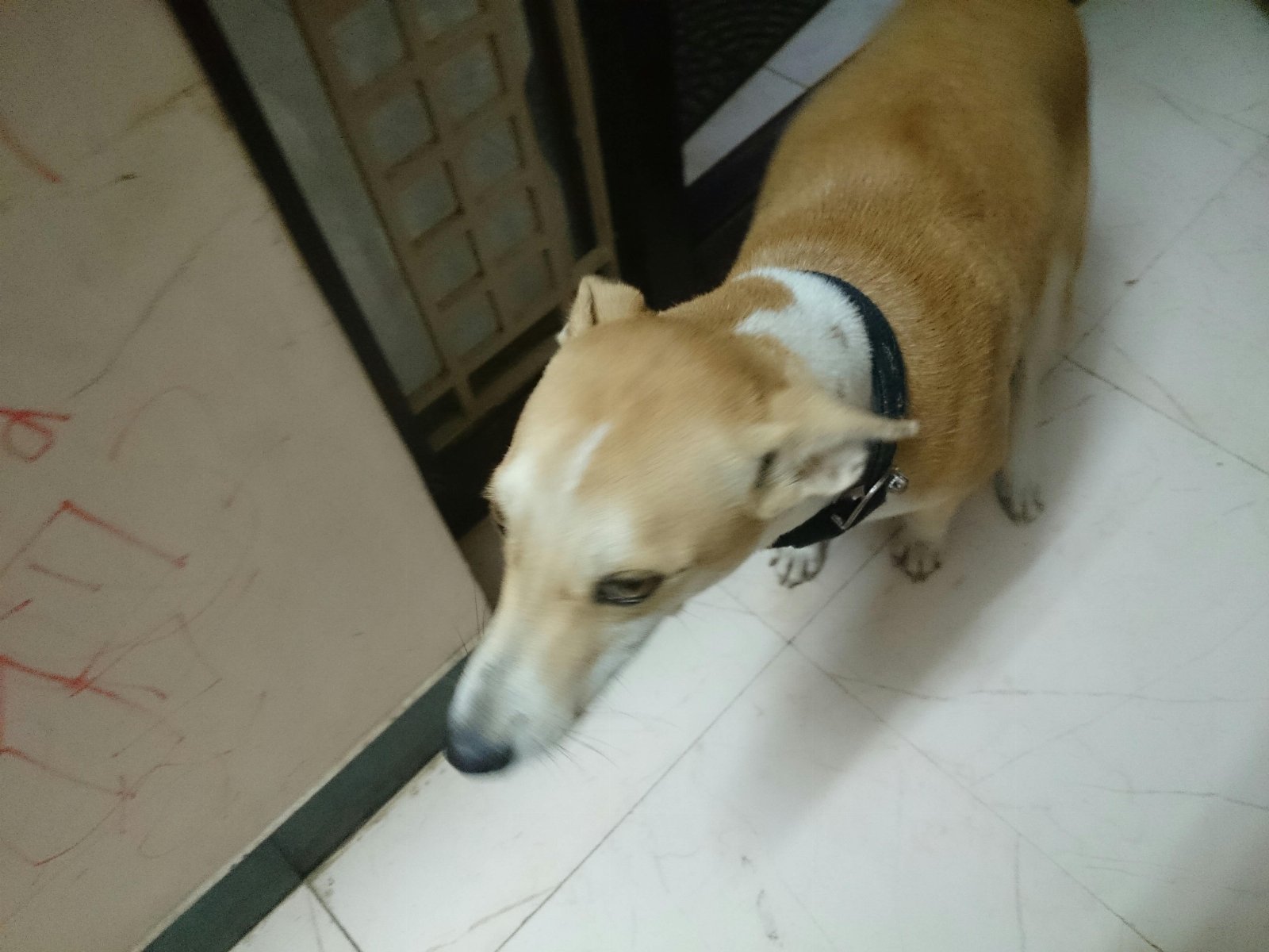 Guanqun, pet sitter in Delft, photo 3