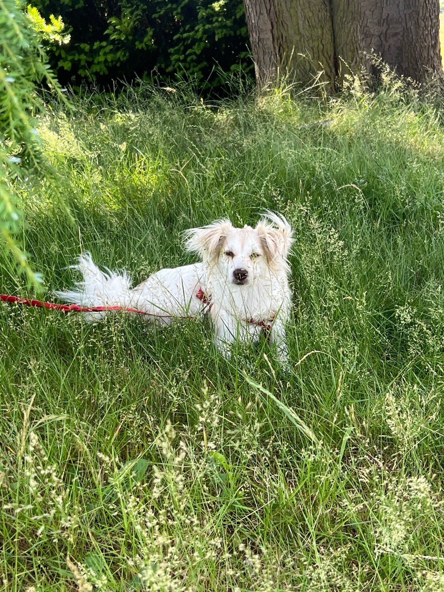 Varja, pet sitter in Groningen , photo 2
