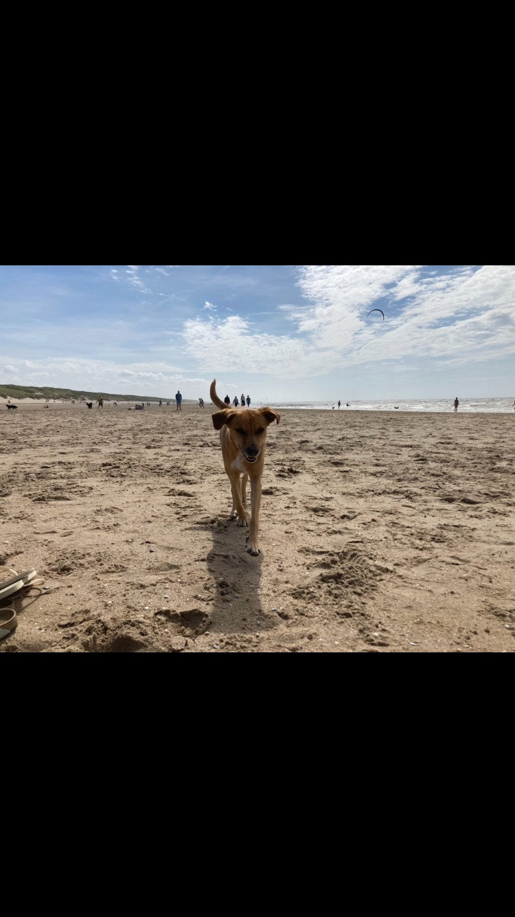 Rosalie, pet sitter in 's-Gravenhage, photo 1