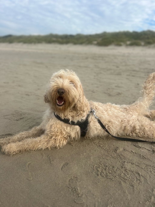 Amanda, pet sitter in Papendrecht, photo 3
