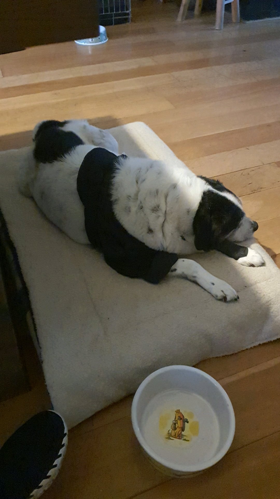 Yoreen, pet sitter in Julianadorp, photo 3