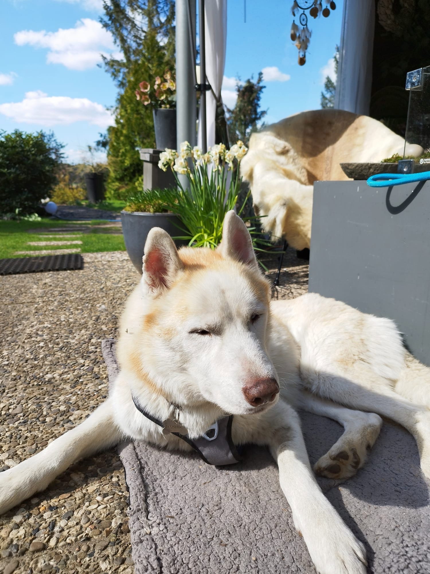 Katja, pet sitter in Hannover, photo 3