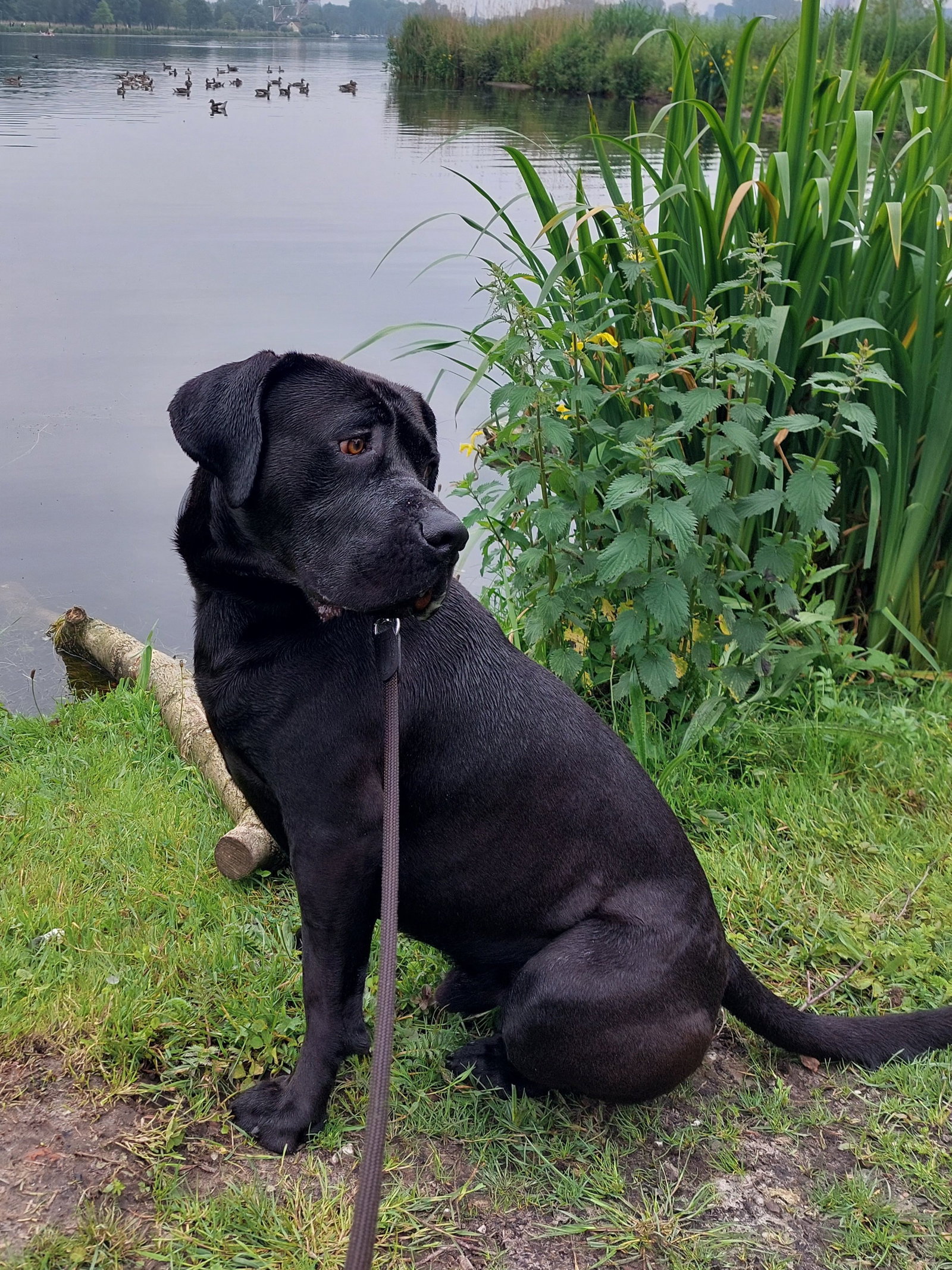 Matthijs, pet sitter in Rotterdam, photo 3