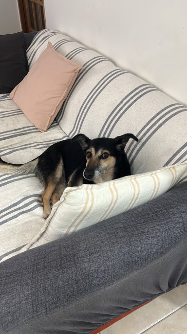 Giuliana, pet sitter in Leiden, photo 1