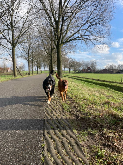 Maud, pet sitter in Keijenborg, photo 4