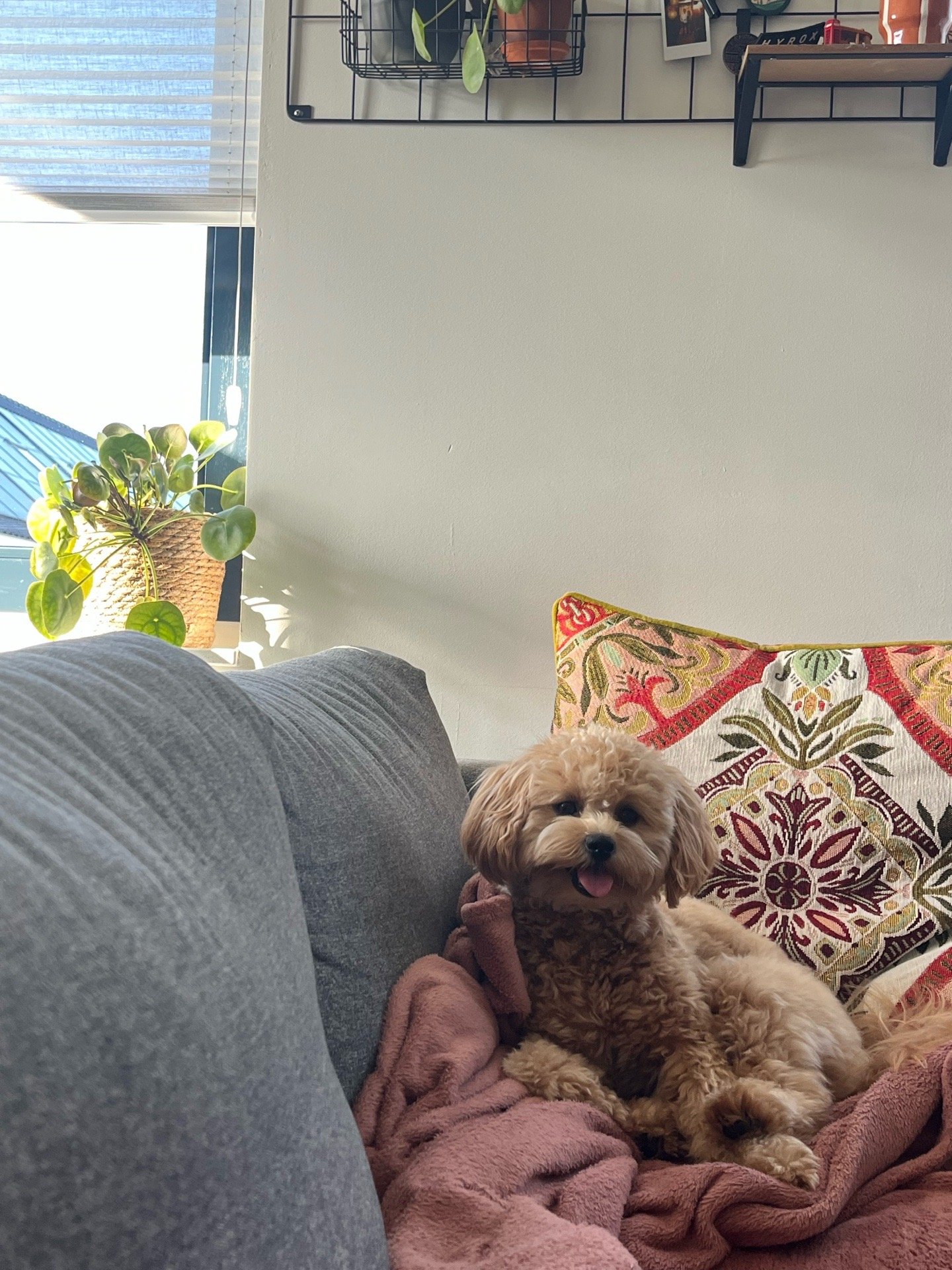 Margo, pet sitter in Bergschenhoek, photo 2
