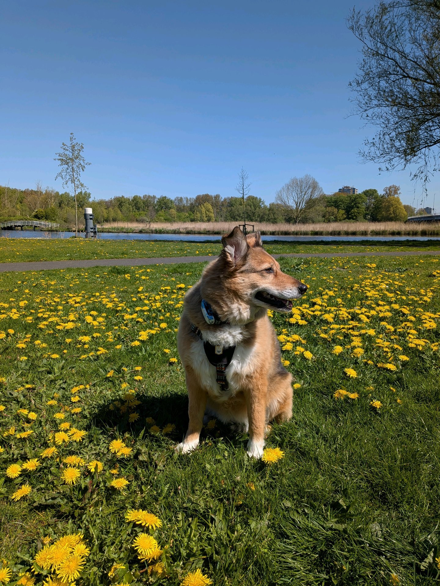 Pascalle, pet sitter in Heemstede, photo 3