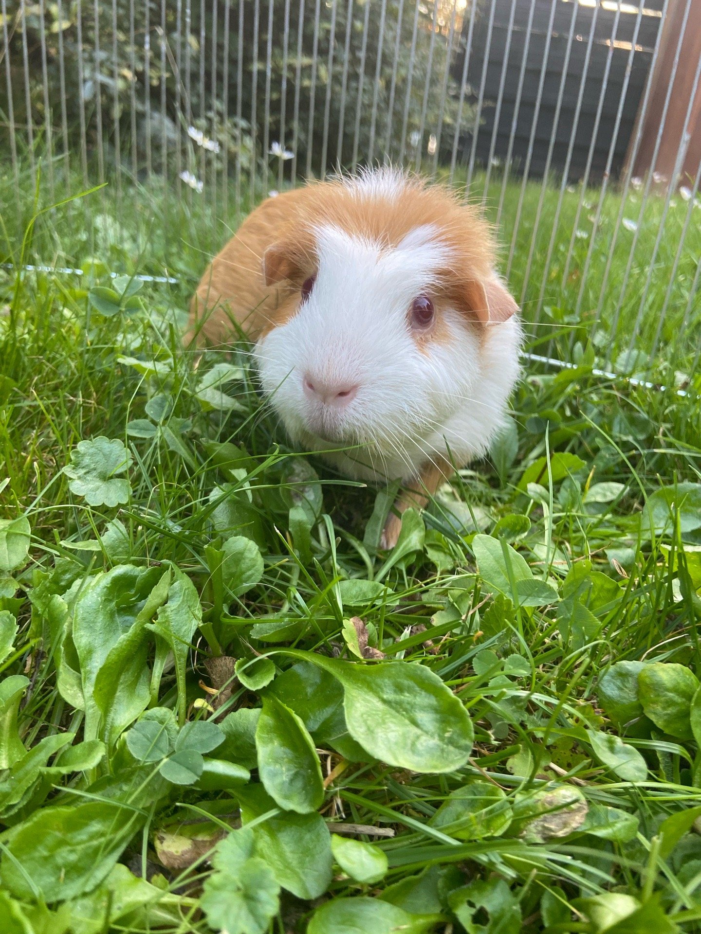 Clara, Tiersitter in Wiesbaden, Foto 3