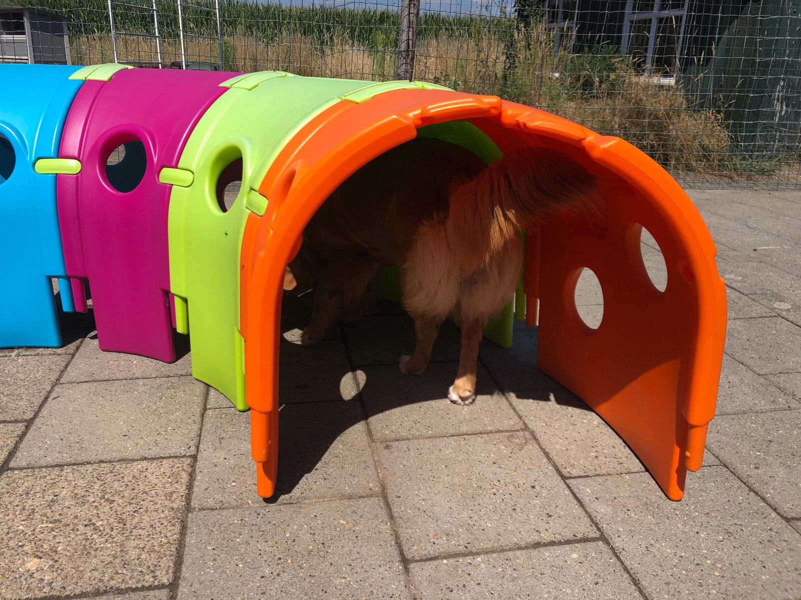 Simone, pet sitter in Kelpen-Oler, photo 2