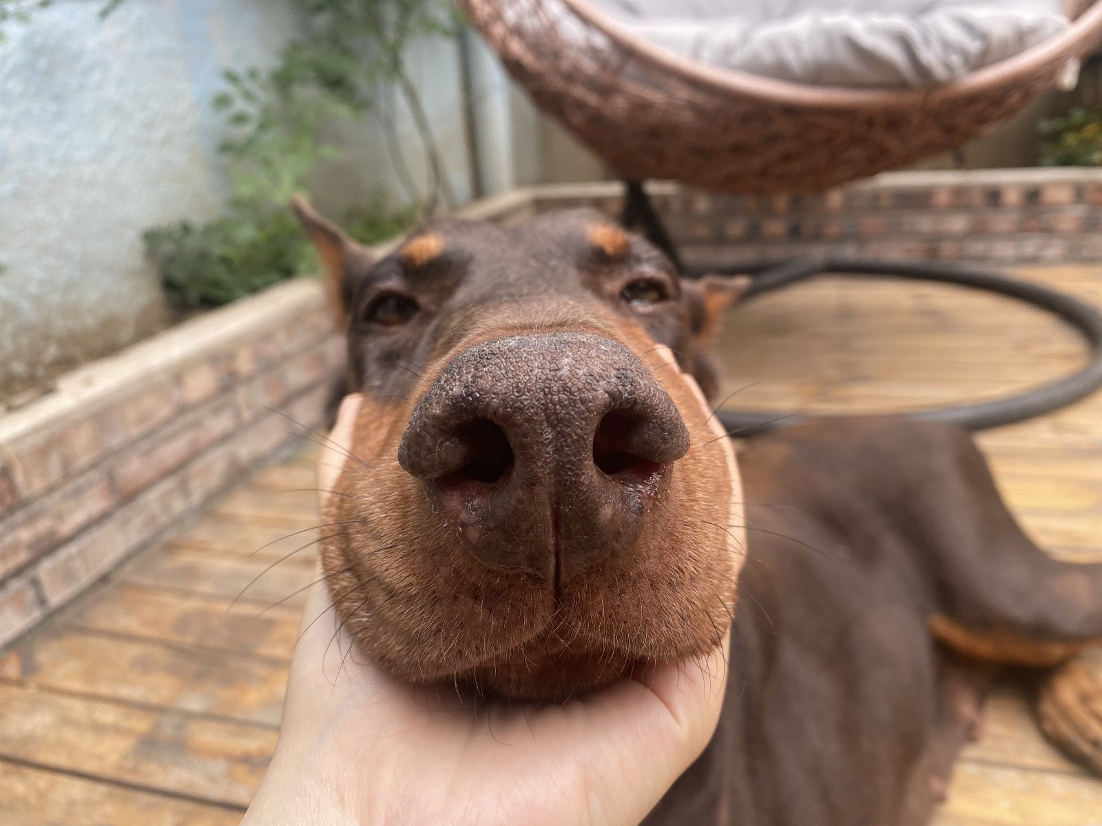 Rorie, pet sitter in Voorschoten, photo 4