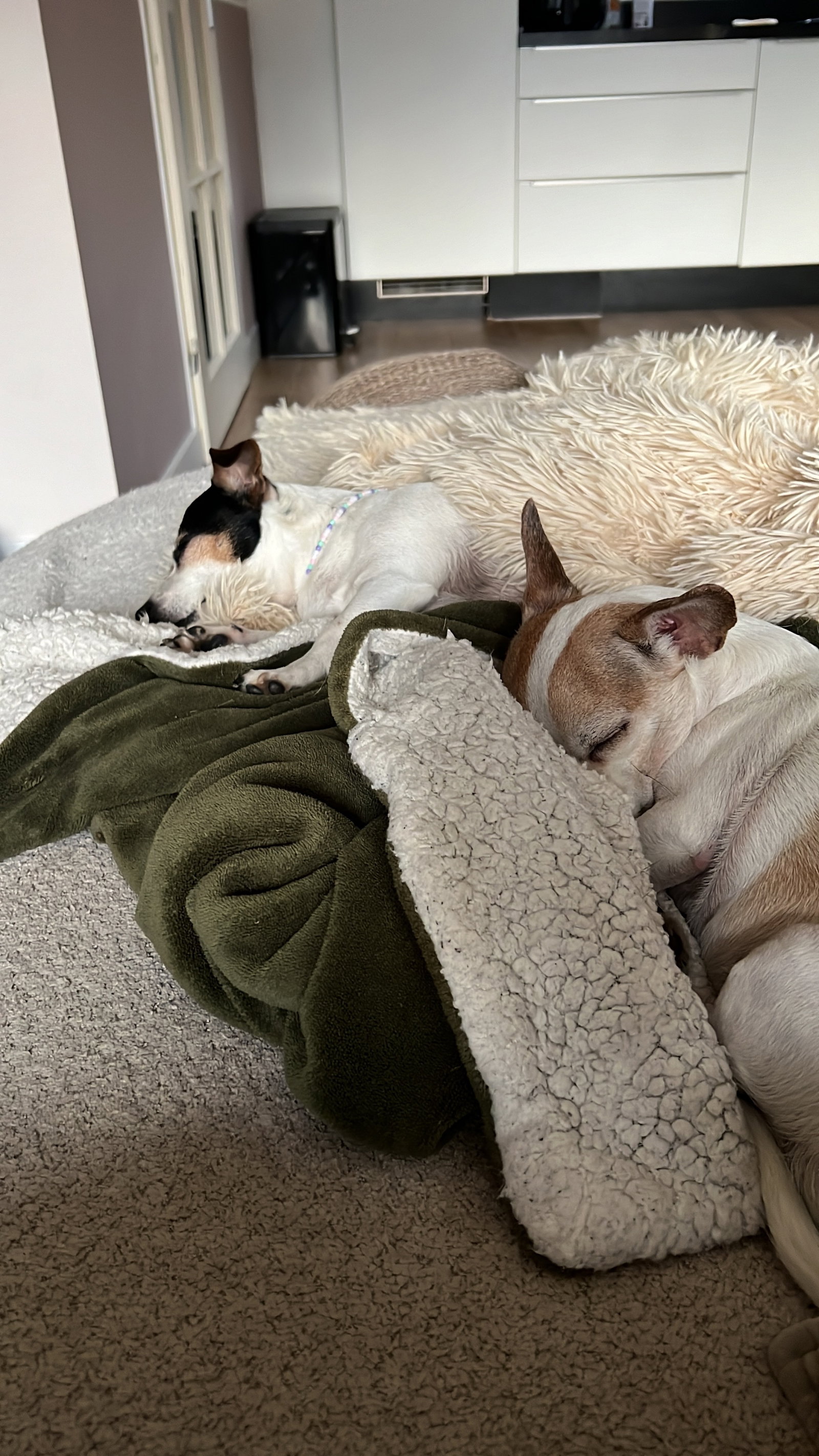 Dianthe, pet sitter in Tilburg, photo 5