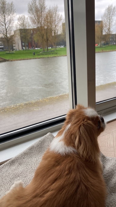 valeria, pet sitter in Amsterdam, photo 4
