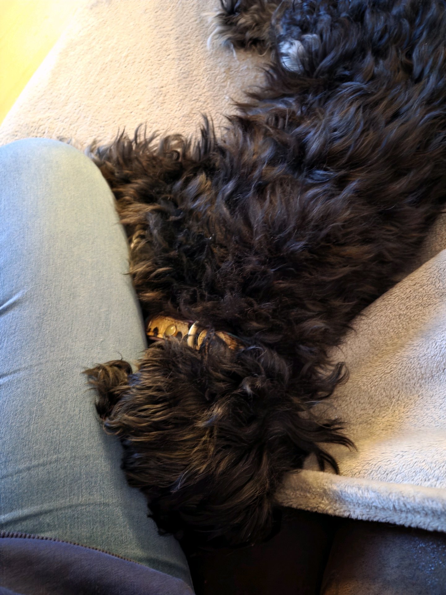 Priscilla & Brendan, dierenoppas in Eindhoven, foto 5