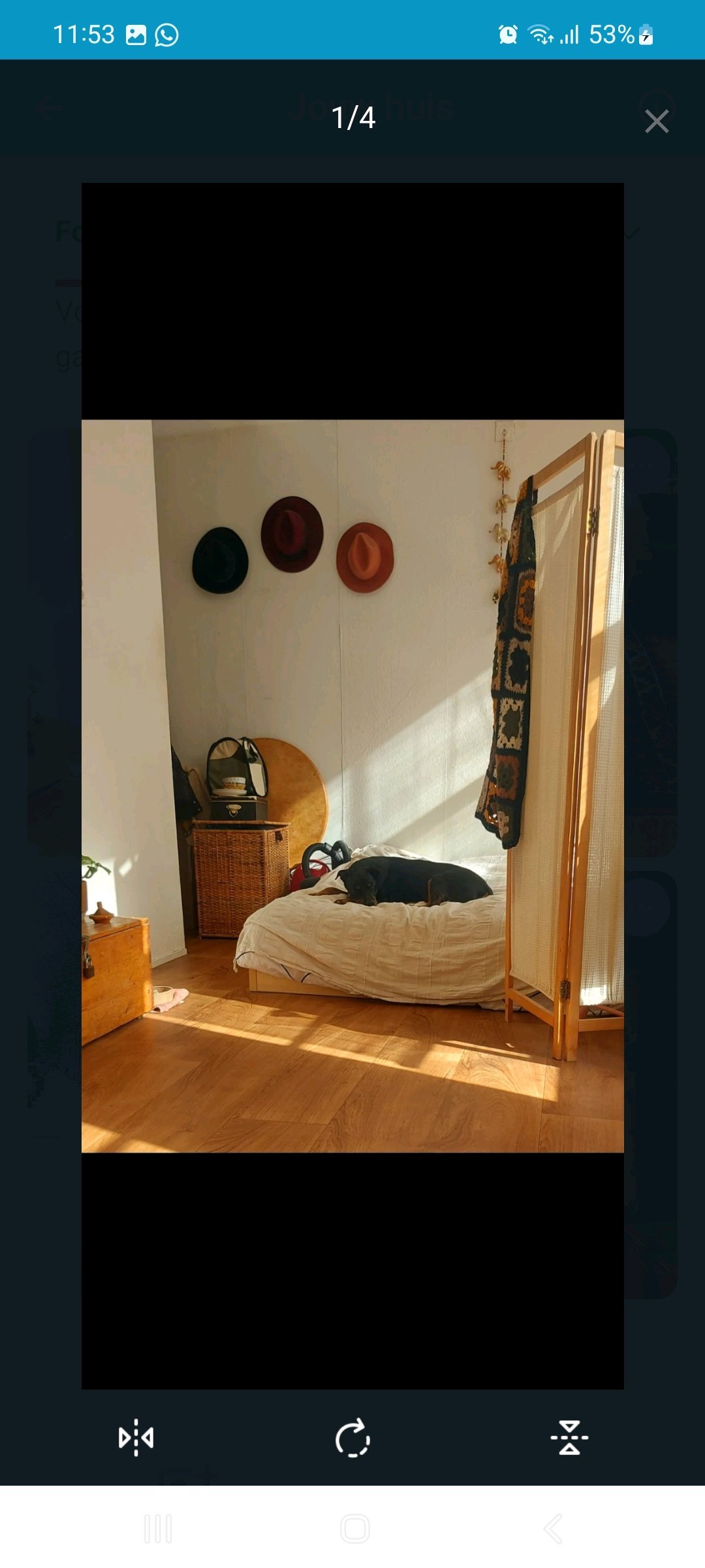 Annebel, dierenoppas in Amsterdam, foto 3